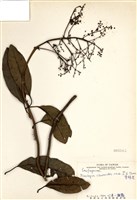 藏品(青棉花)的圖片